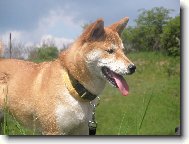 Shiba Inu