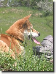Shiba Inu