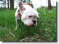 Bouledogue francais, French Bulldog