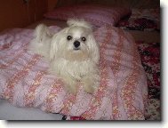 Maltese