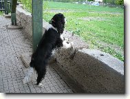 Cavalier King Charles Spaniel