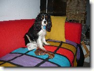 Cavalier King Charles Spaniel