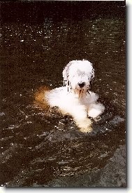 Old English Sheepdog