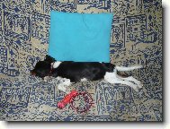 Cavalier King Charles Spaniel