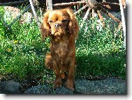 Cavalier King Charles Spaniel