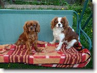 Cavalier King Charles Spaniel