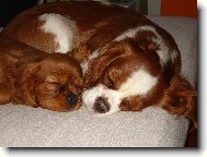 Cavalier King Charles Spaniel