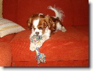 Cavalier King Charles Spaniel