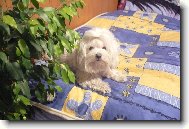 Maltese