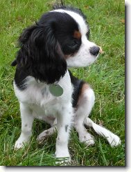 Cavalier King Charles Spaniel