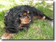 Cavalier King Charles Spaniel