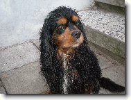 Cavalier King Charles Spaniel