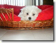 Maltese