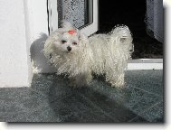 Maltese