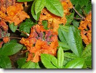 Rododendron, Azalka