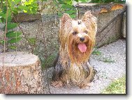 Jorkšírský terier, Yorkshire Terrier,