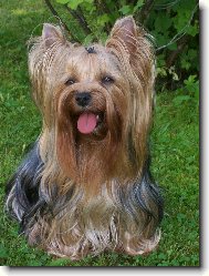 Jorkšírský terier, Yorkshire Terrier,