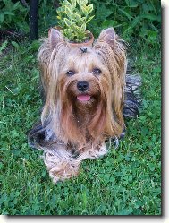 Jorkšírský terier, Yorkshire Terrier,