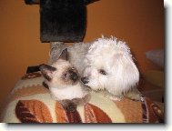 Maltese