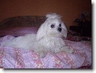Maltese