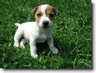 Jack Russell Terrier