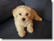 Maltese