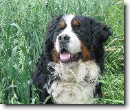 Berner Sennenhund