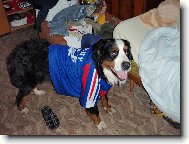 Berner Sennenhund