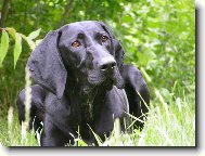 Deutscher Kurzhaariger Vorstehhund