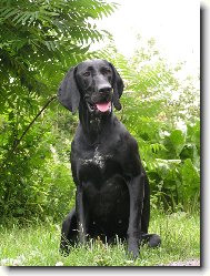 Deutscher Kurzhaariger Vorstehhund