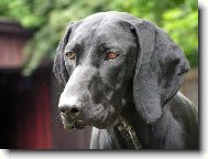 Deutscher Kurzhaariger Vorstehhund