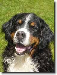 Berner Sennenhund