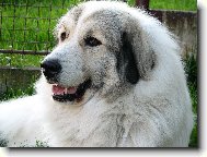 Pyrenejsk horsk pes