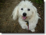 Maltese