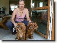 Cavalier King Charles Spaniel