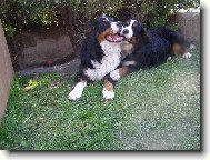 Berner Sennenhund
