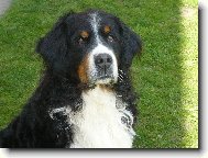 Berner Sennenhund