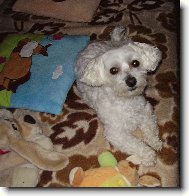 Maltese