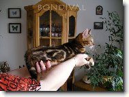 Benglsk koka, leopard koka
