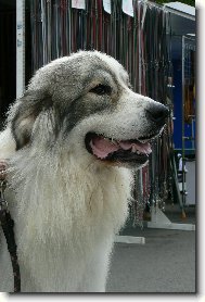 Pyrenejsk horsk pes