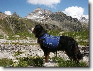 Berner Sennenhund