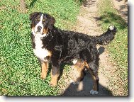 Berner Sennenhund
