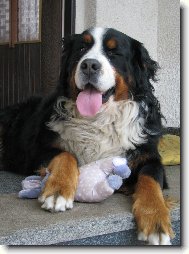 Berner Sennenhund
