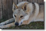 Czechoslovakian wolfdog