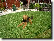 Airedale terier