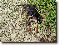 PRAGUE RATTER