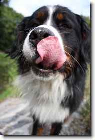 Berner Sennenhund