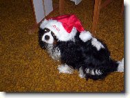 Cavalier King Charles Spaniel