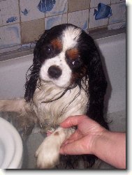 Cavalier King Charles Spaniel