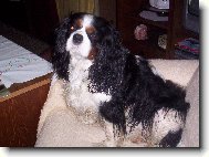 Cavalier King Charles Spaniel